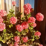 Hotel Bivera Sauris *