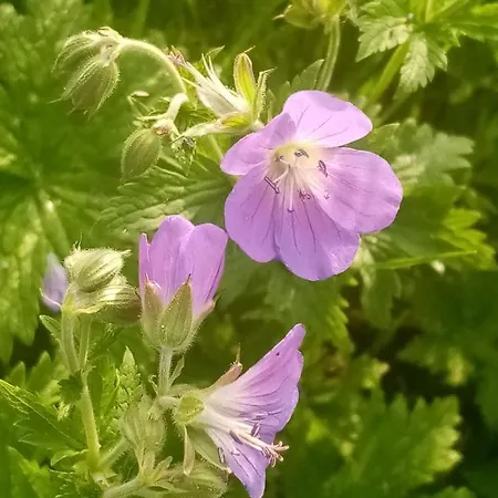 Hotel Bivera Sauris Sauris di Sopra
