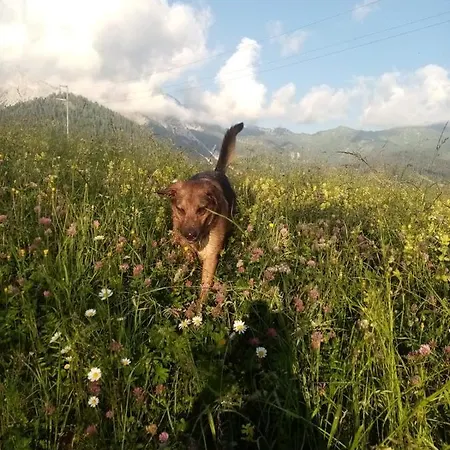 Hotel Bivera Sauris *